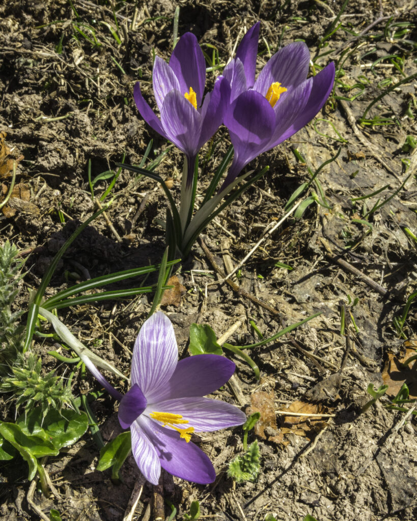 Crocus vernus