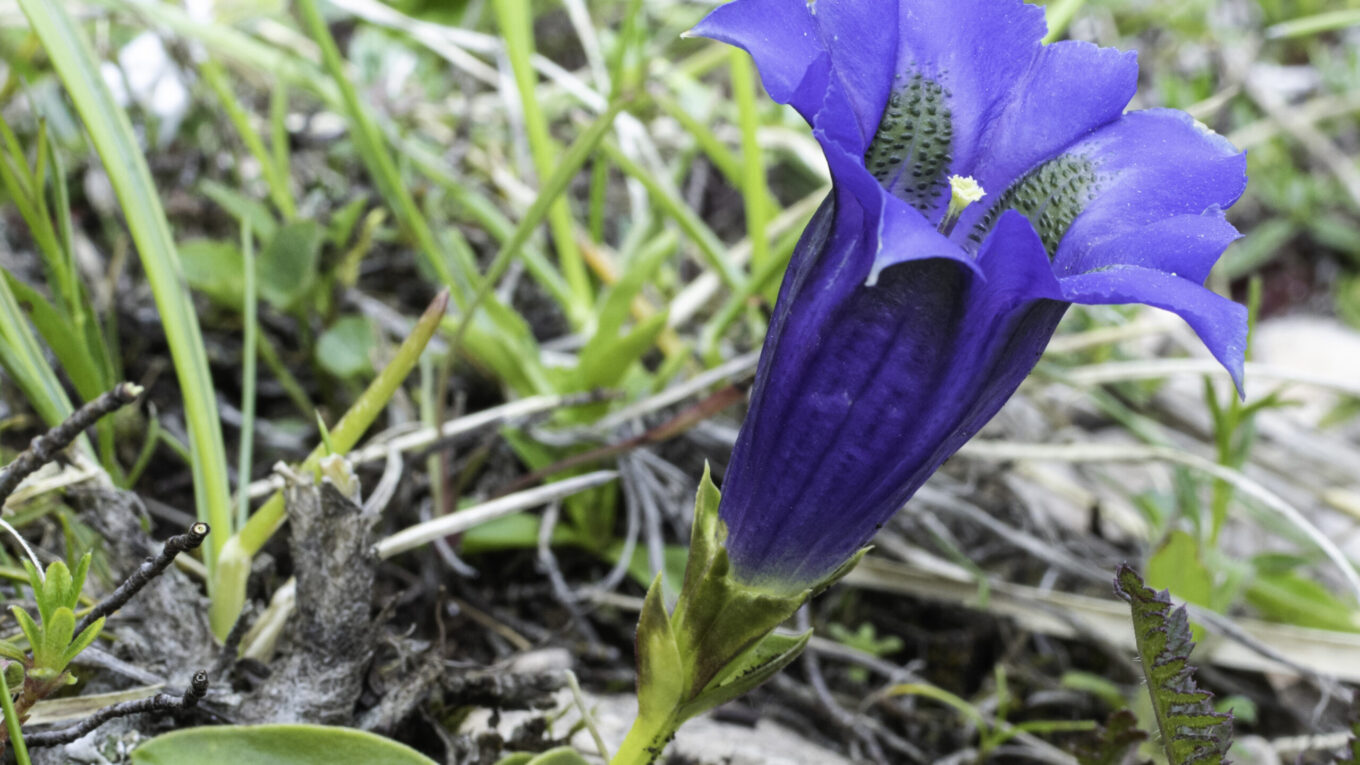 genziana dinarica